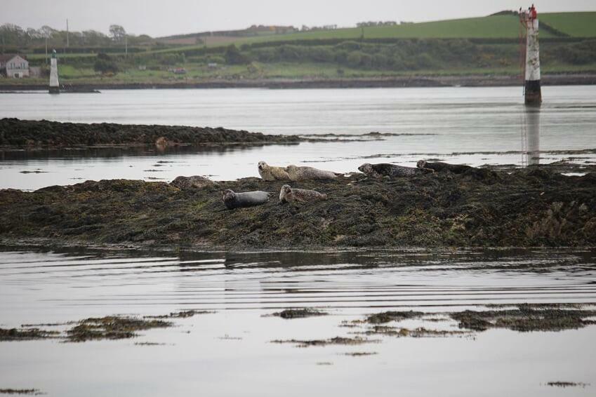 Seal Cabin Villa Strangford Kültér fotó