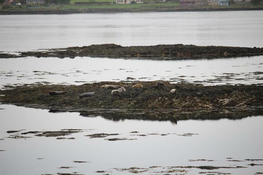 Seal Cabin Villa Strangford Kültér fotó